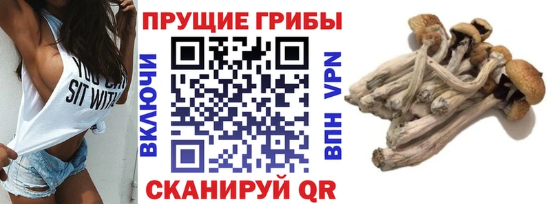 Псилоцибиновые грибы MAGIC MUSHROOMS ОМГ ОМГ ссылка Кодинск